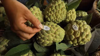 Định danh nông sản địa phương, mở đường xuất khẩu chính ngạch