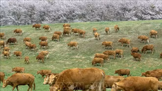 Hàn Quốc nỗ lực ngăn chặn lây lan bệnh viêm da nổi cục ở gia súc