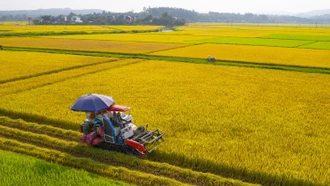 Phát triển chuỗi lúa gạo: Có những điểm nghẽn "biết rồi, khổ lắm, nói mãi"