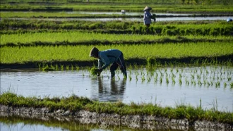 Indonesia cân nhắc mua công ty gạo Campuchia để tăng nguồn cung