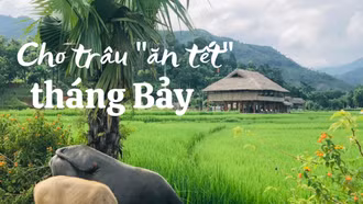 Cho trâu “ăn tết” tháng Bảy