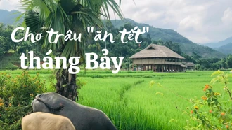 Cho trâu “ăn tết” tháng Bảy