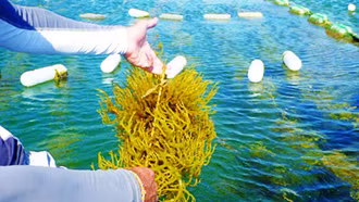 Đưa rong biển trở thành lĩnh vực kinh tế trọng điểm của ngành thủy sản