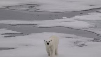 Bắc Cực gần như không còn băng chỉ trong 10 năm tới