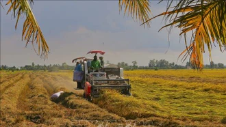 Triển lãm Con đường lúa gạo Việt Nam - Hành trình ngàn năm lúa gạo Việt