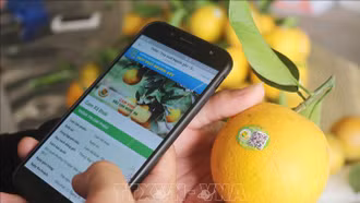 Áp lực khi đưa nông sản lên sàn thương mại điện tử