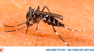 Chuyên gia cảnh báo từ tháng 8 sẽ là cao điểm dịch sốt xuất huyết