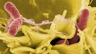 Tìm thấy vi khuẩn Salmonella trong mẫu bệnh phẩm của bé trai ngộ độc bánh mì