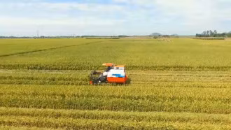 Thị trường lúa gạo trong nước và xuất khẩu vẫn sôi động