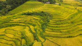 Mùa vàng đẹp mê trên núi cao Bát Xát, Lào Cai