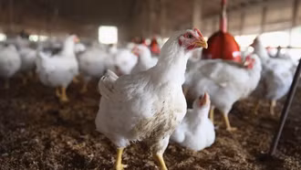 Cảnh báo nguy cơ lây nhiễm cúm gia cầm sang người