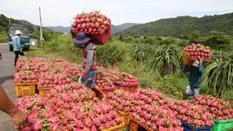 Xuất khẩu rau quả sang thị trường ASEAN vẫn còn khiêm tốn