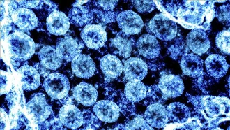 Biến thể phụ KP.2 của virus SARS-CoV-2 có thể lây lan nhanh hơn và "né" miễn dịch tốt hơn