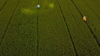 Lúa xanh nâng tầm gạo Việt