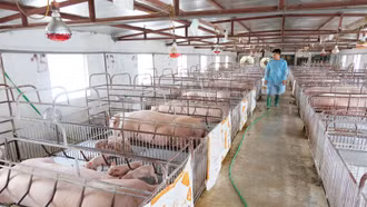 Đầu tuần, giá lợn hơi cao nhất khu vực miền Bắc