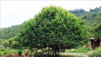 Huyền tích những cây chè cổ thụ trên đỉnh Suối Giàng