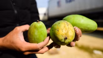 Trung Quốc ồ ạt mua nông sản Việt, phát hiện vi phạm có thể dừng nhập khẩu