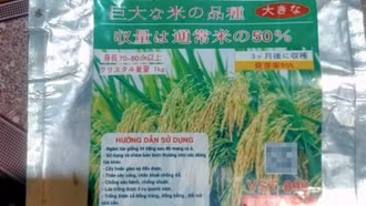 Mua giống lúa lạ trên facebook, nông dân ở Bắc Kạn khóc ròng