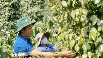 Tránh phá vỡ quy hoạch cây trồng chủ lực