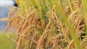 Gạo tuần hoàn theo xu hướng toàn cầu