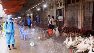 Chặn nguy cơ bùng phát dịch cúm gia cầm trên người