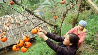 Rực đỏ mùa hồng ở miền Tây xứ Nghệ