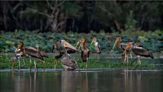 Gìn giữ vẻ đẹp những cánh chim trời