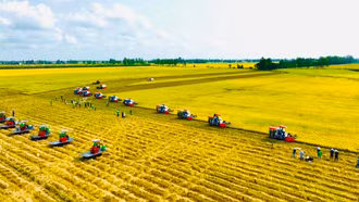 Cơ hội lớn cho ngành hàng lúa gạo