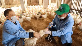 Vẫn còn lơ là trong tiêm phòng vaccine phòng bệnh gia súc, gia cầm