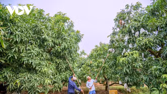 Hoàn thiện chính sách xây dựng thương hiệu nông sản Việt Nam