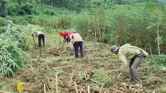 Tăng cường quản lý vùng trồng sắn, gắn với chế biến tiêu thụ sản phẩm sắn 