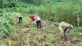 Tăng cường quản lý vùng trồng sắn, gắn với chế biến tiêu thụ sản phẩm sắn 