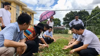 Khảo sát trồng thử nghiệm cây tía tô xanh Nhật Bản tại Văn Bàn