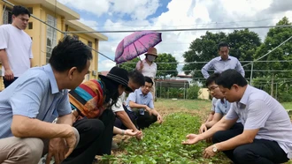 Khảo sát trồng thử nghiệm cây tía tô xanh Nhật Bản tại Văn Bàn