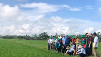 Thúc đẩy sản xuất theo hướng hữu cơ vùng trung du và miền núi