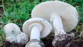 Cách nhận biết nấm độc và nấm ăn được