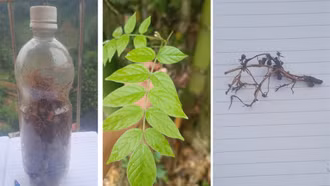 Uống rượu ngâm rễ cây rừng, 3 người bị ngộ độc