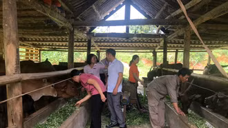 Bảo Thắng tăng cường công tác phòng, chống đói rét cho đàn vật nuôi