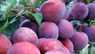 Phát triển kinh tế bền vững vùng đồng bào DTTS và miền núi từ những sản phẩm chủ lực