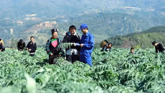 Đề xuất nguyên tắc nuôi, trồng phát triển, thu hoạch cây dược liệu trong rừng