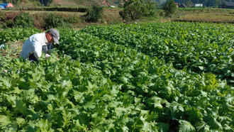 Tăng cường các biện pháp phòng chống rét cho cây trồng, vật nuôi