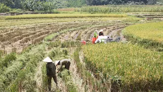 Vùng cao Bắc Hà được mùa lúa vụ Xuân