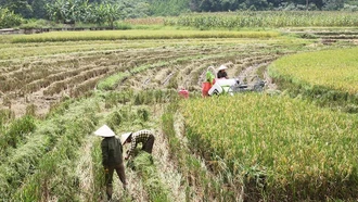 Vùng cao Bắc Hà được mùa lúa vụ Xuân