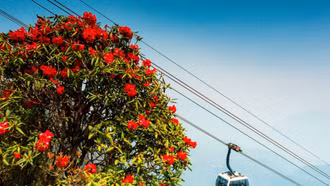 Hoa nở rực rỡ từ chân lên đỉnh thiêng Fansipan