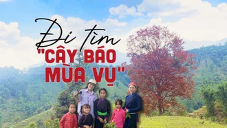 Đi tìm "cây báo mùa vụ"