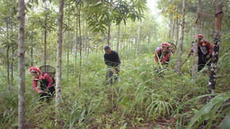 Tăng cường công tác quản lý, bảo vệ và phát triển rừng