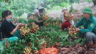 Người dân Xuân Quang thu hoạch vải lai chín sớm