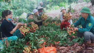 Người dân Xuân Quang thu hoạch vải lai chín sớm