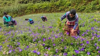 Làm gì để đưa dược liệu trở thành kinh tế mũi nhọn của các tỉnh miền núi phía Bắc?