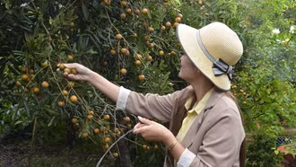 Mùa nhãn ngọt thơm xứ biển